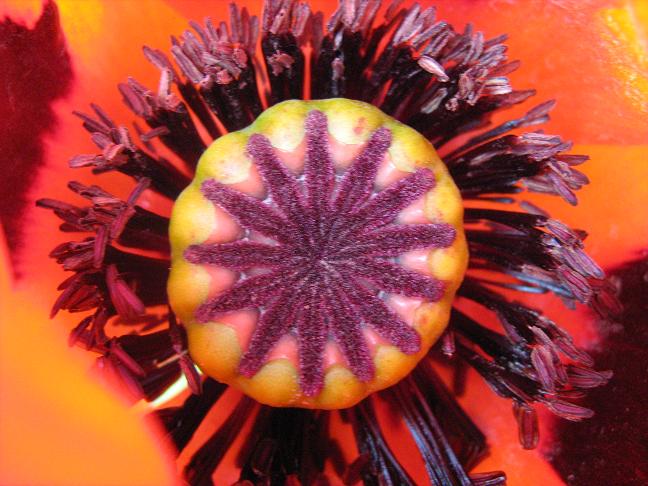 Papaver orientale 