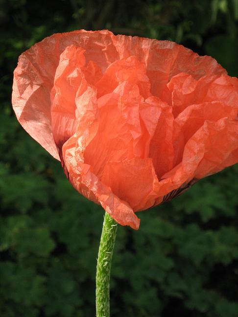 Papaver orientale 