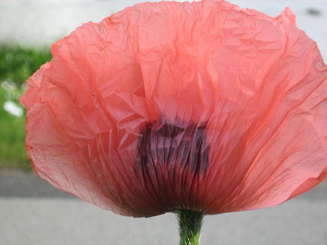 Papaver orientale 