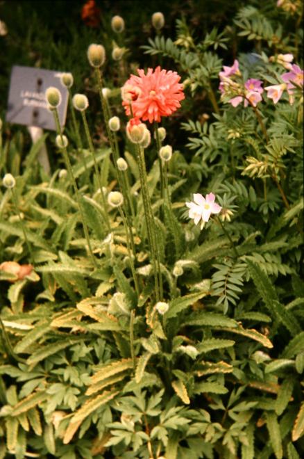 Papaver orientale 'Fireball' 