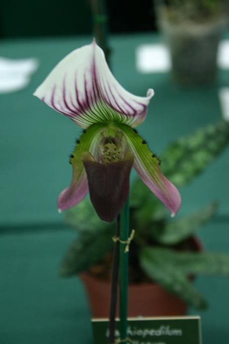 Paphiopedilum callosum 