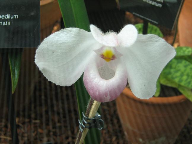 Paphiopedilum delenatii 