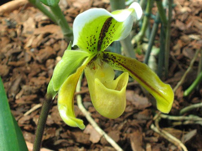 Paphiopedilum druryi 