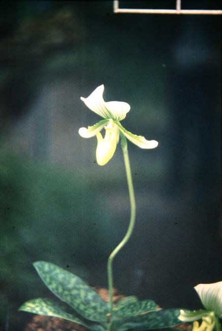 Paphiopedilum holdenii 