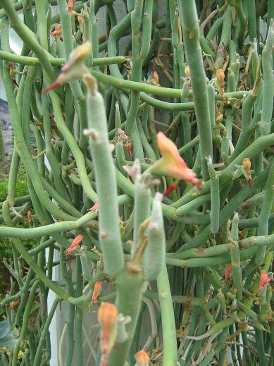 Pedilanthus macrocarpus 