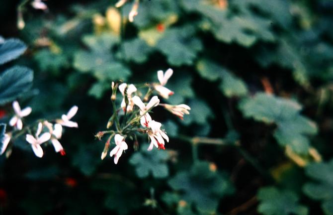 Pelargonium reliquifolium 