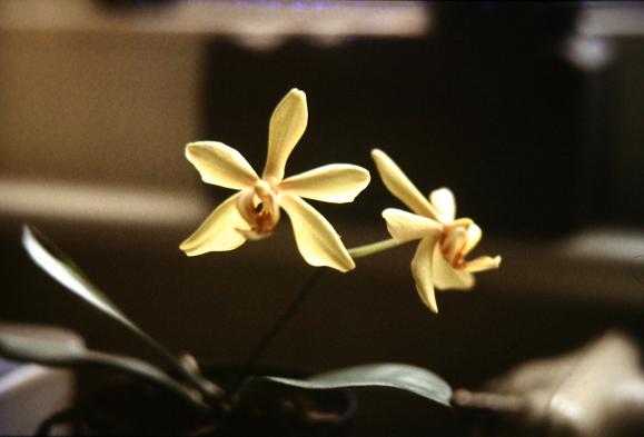 Phalaenopsis Donnie Brandt 