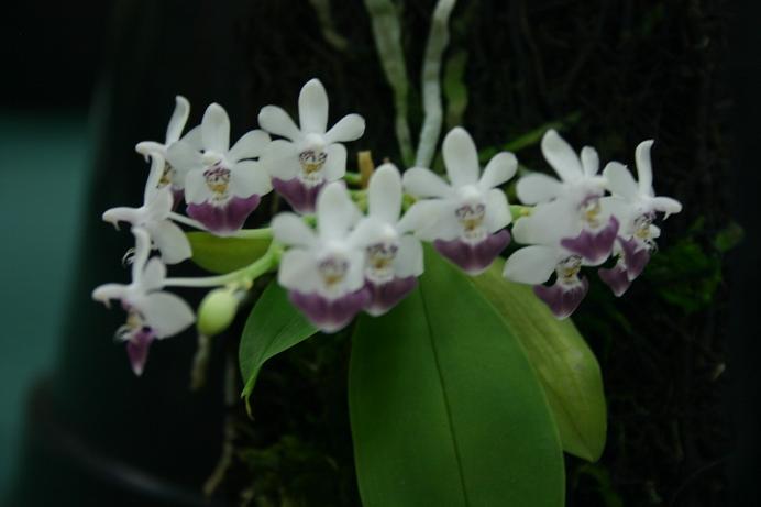 Phalaenopsis parishii 