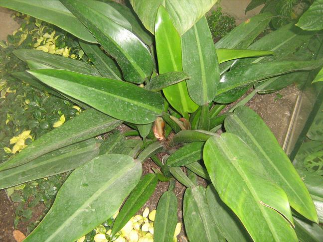 Philodendron cannifolium 