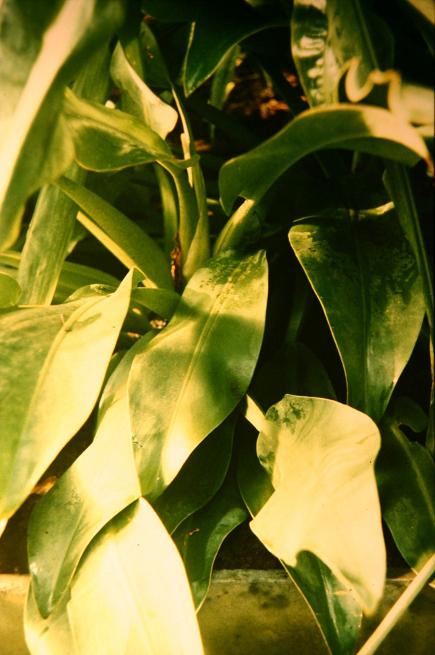 Philodendron cannifolium 