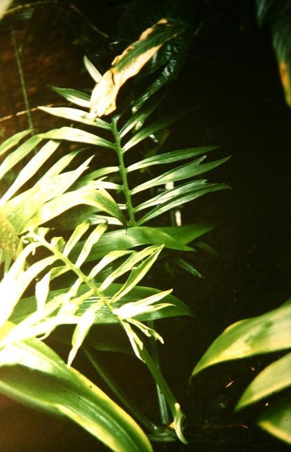 Philodendron distantilobum 