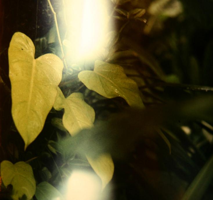 Philodendron erubesens 'Golden Leaf' 