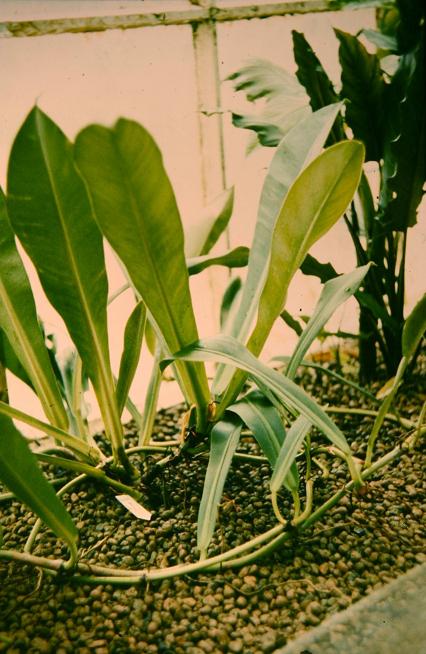 Philodendron fenzlii 