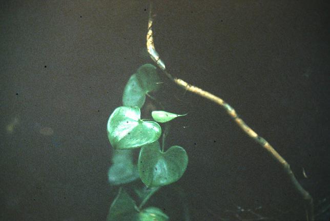 Philodendron grazielae 