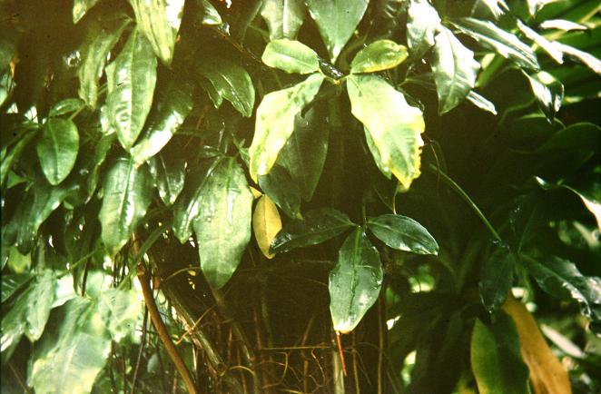 Philodendron latifolium 