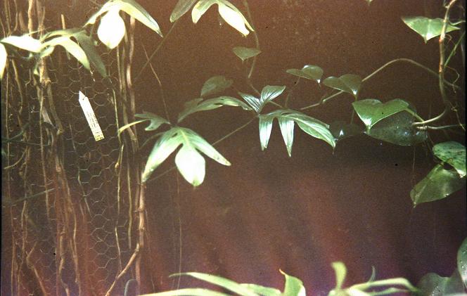 Philodendron quercifolium 