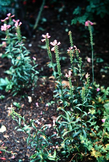 Physostegia virginiana 'Rose Bouquet' 