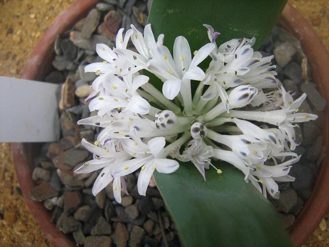 Polyxena ensifolia ensifolia 