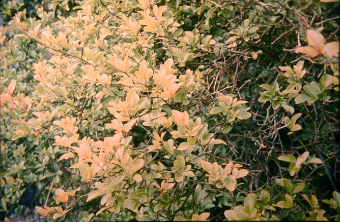 Poncirus trifoliata 