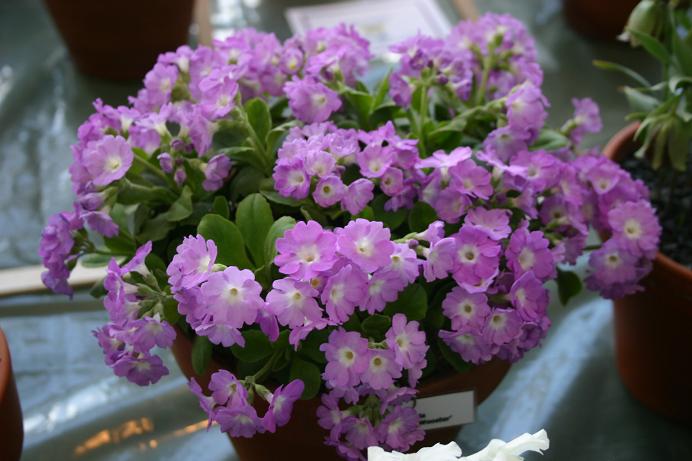 Primula Beatrice Wooster 