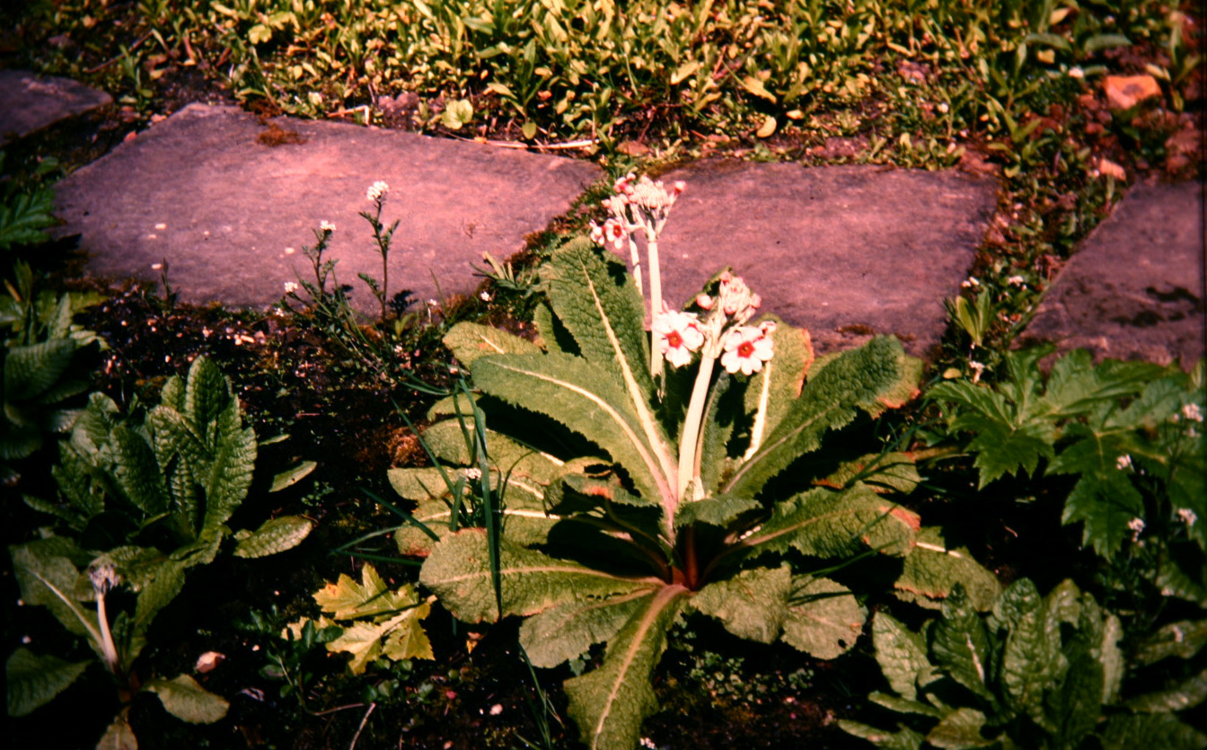 Primula japonica 