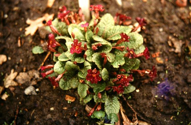Primula vulgaris 'Garryarde Crimson' 