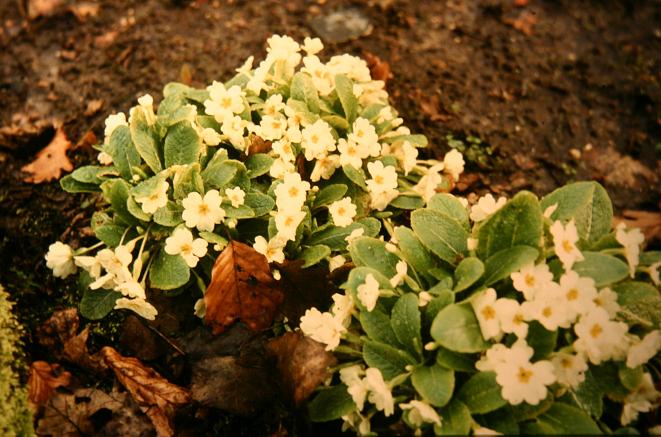 Primula vulgaris 'Gigha White' 