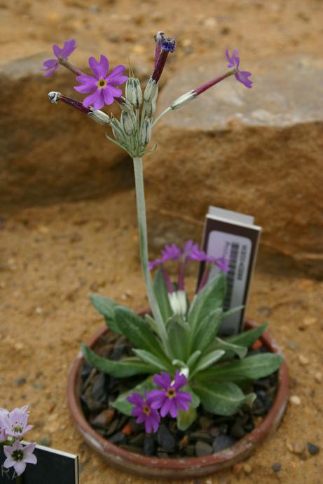 Primula yuparensis 