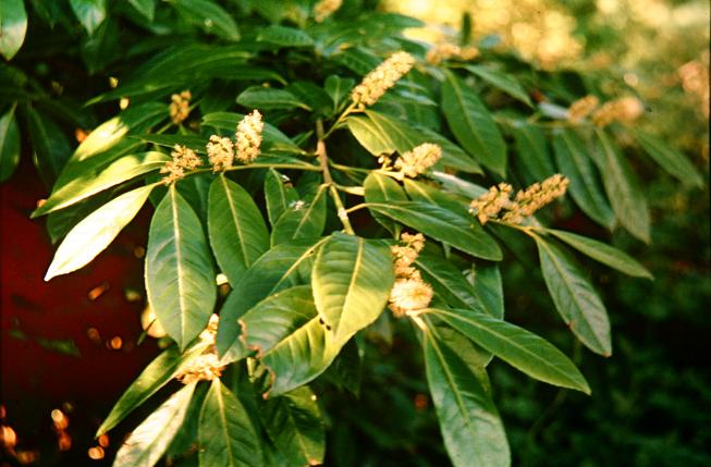 Prunus laurocerasus 
