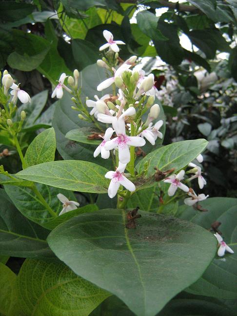 Pseuderanthemum caruthersii caruthersii 'Eldorado' 