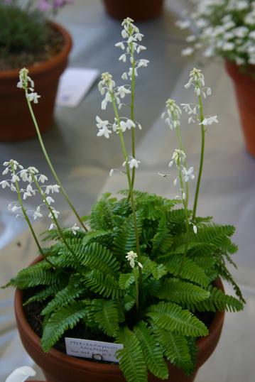 Pteridophyllum racemosum 