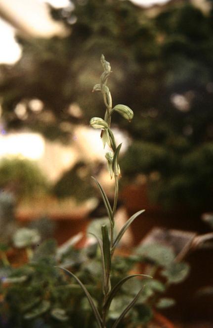 Pterostylis longifolia 