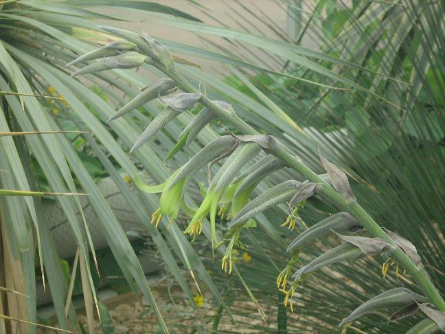 Puya mirabilis 