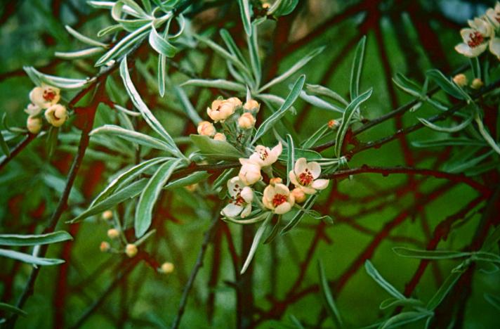 Pyrus salicifolia 'Pendula' 