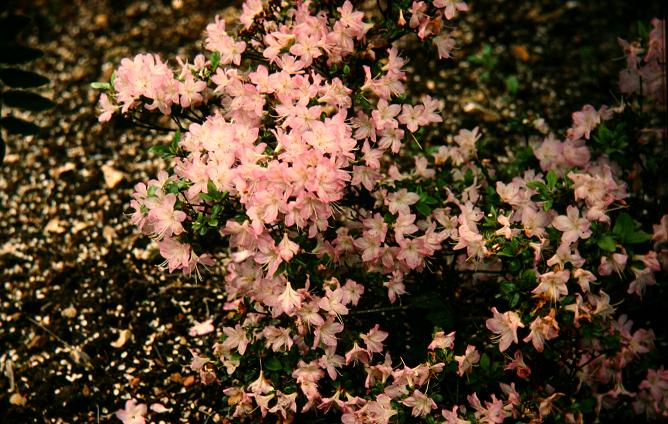 Rhododendron 'Azuma-kagami' 