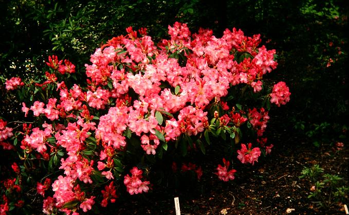 Rhododendron 'Betty Wormald' 