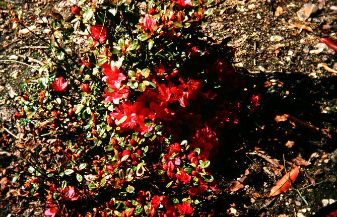 Rhododendron 'Hinodegiri' 