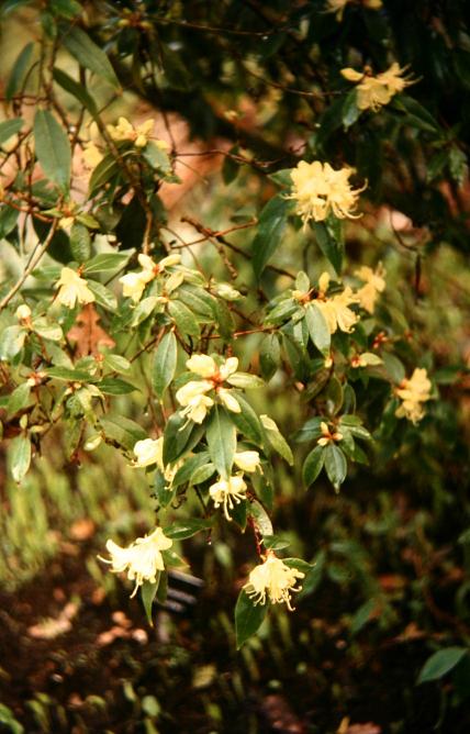 Rhododendron lutescens 