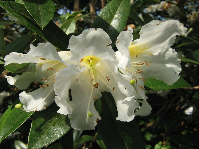 Rhododendron lyi 