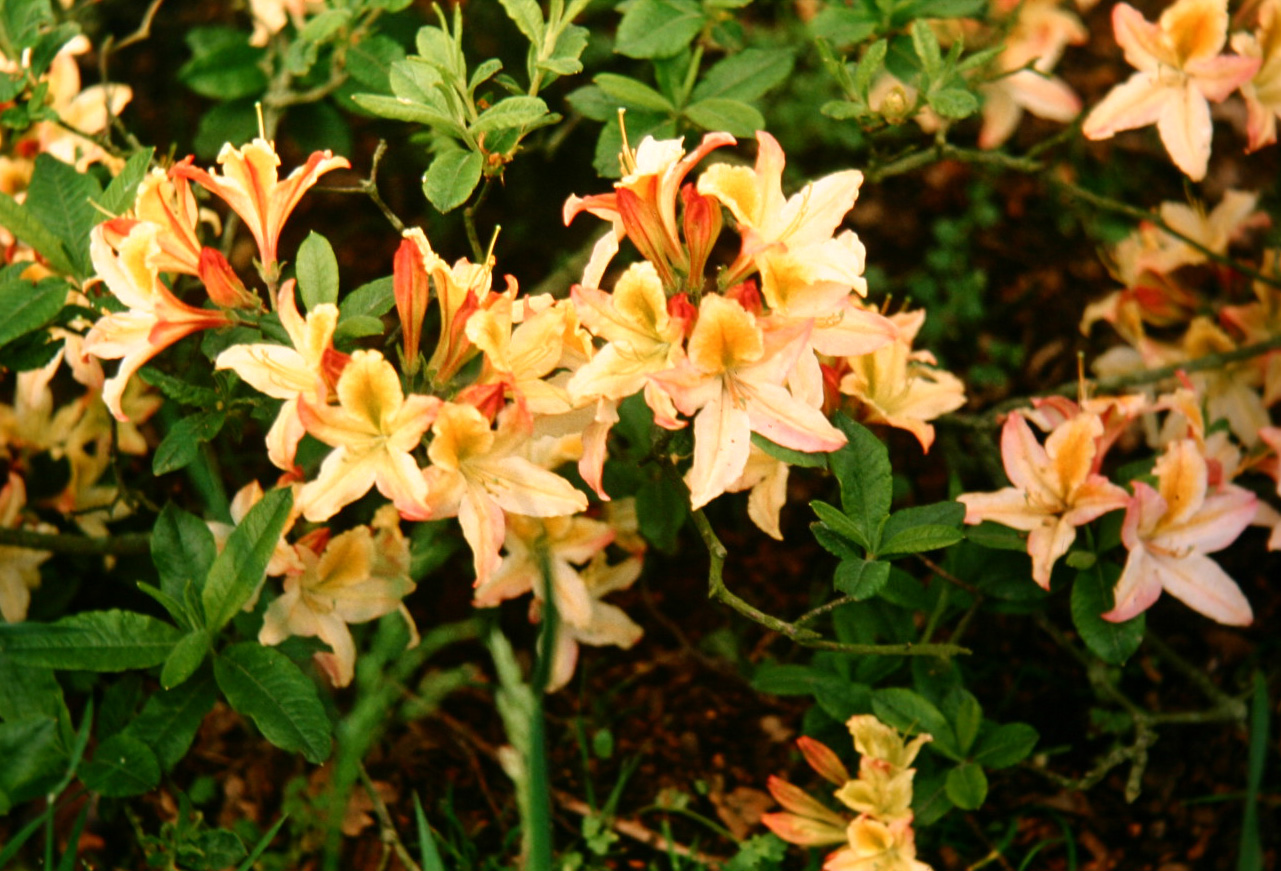 Rhododendron mollis 