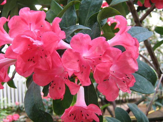 Rhododendron 'Pink Delight' 