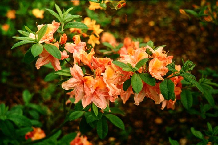 Rhododendron 'Princess' 