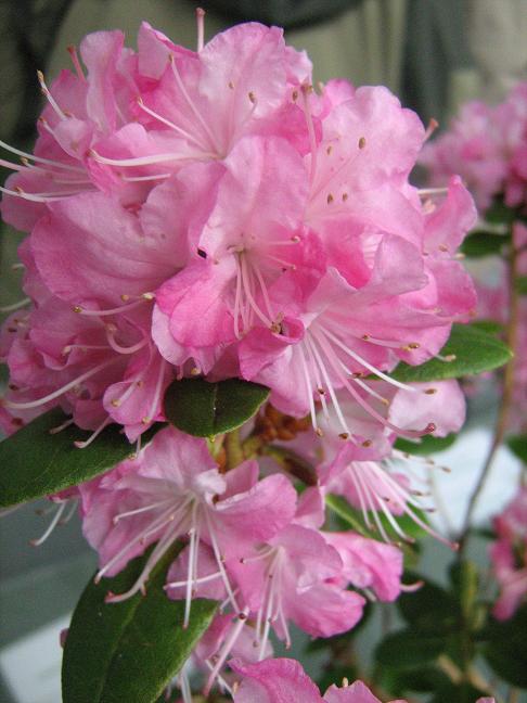 Rhododendron racemosum 
