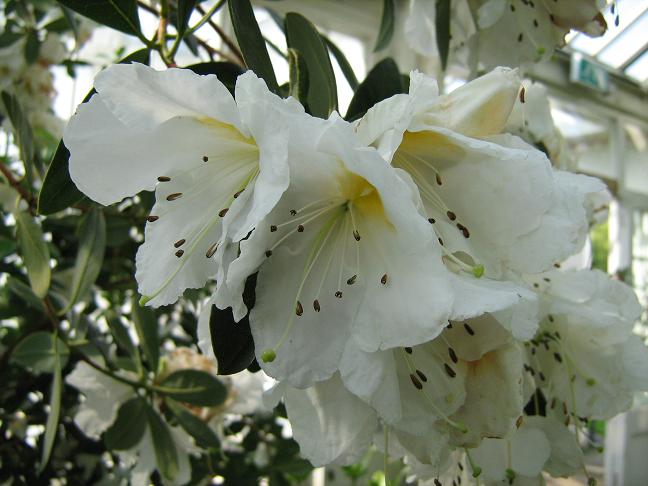 Rhododendron scopulorum