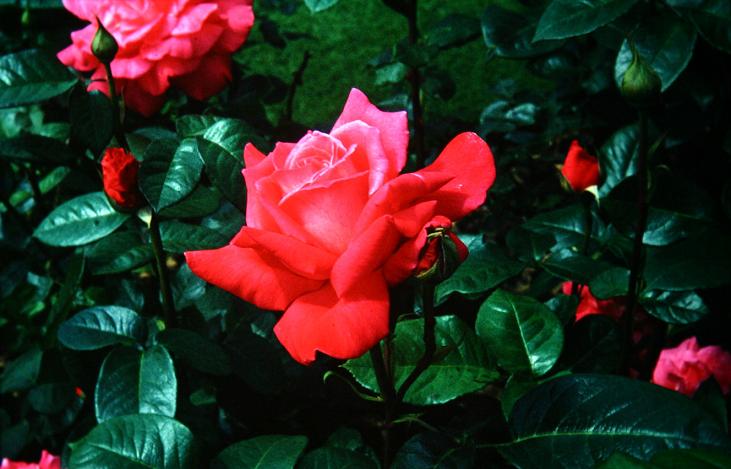 Rosa 'Eden Rose' 