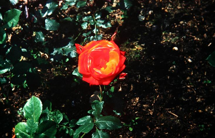 Rosa 'Orange Sensation' 