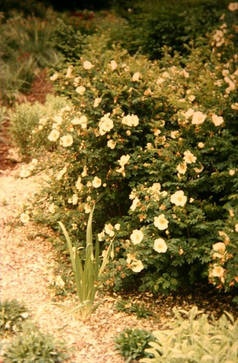 Rosa pimpinellifolia hispida 