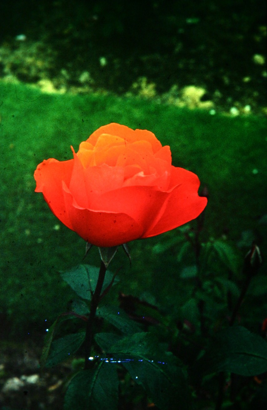 Rosa 'Scarlet Queen Elizabeth' 