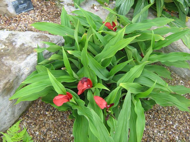 Roscoea purpurea 'Red Gurkha' 