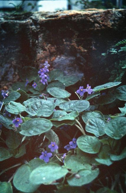 Saintpaulia grandiflora 